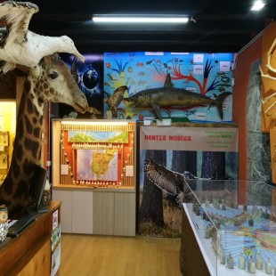 Hontza Museoa: Visita guiada